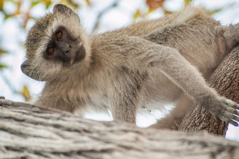 eThekwini Municipality tackles human-monkey conflicts with science