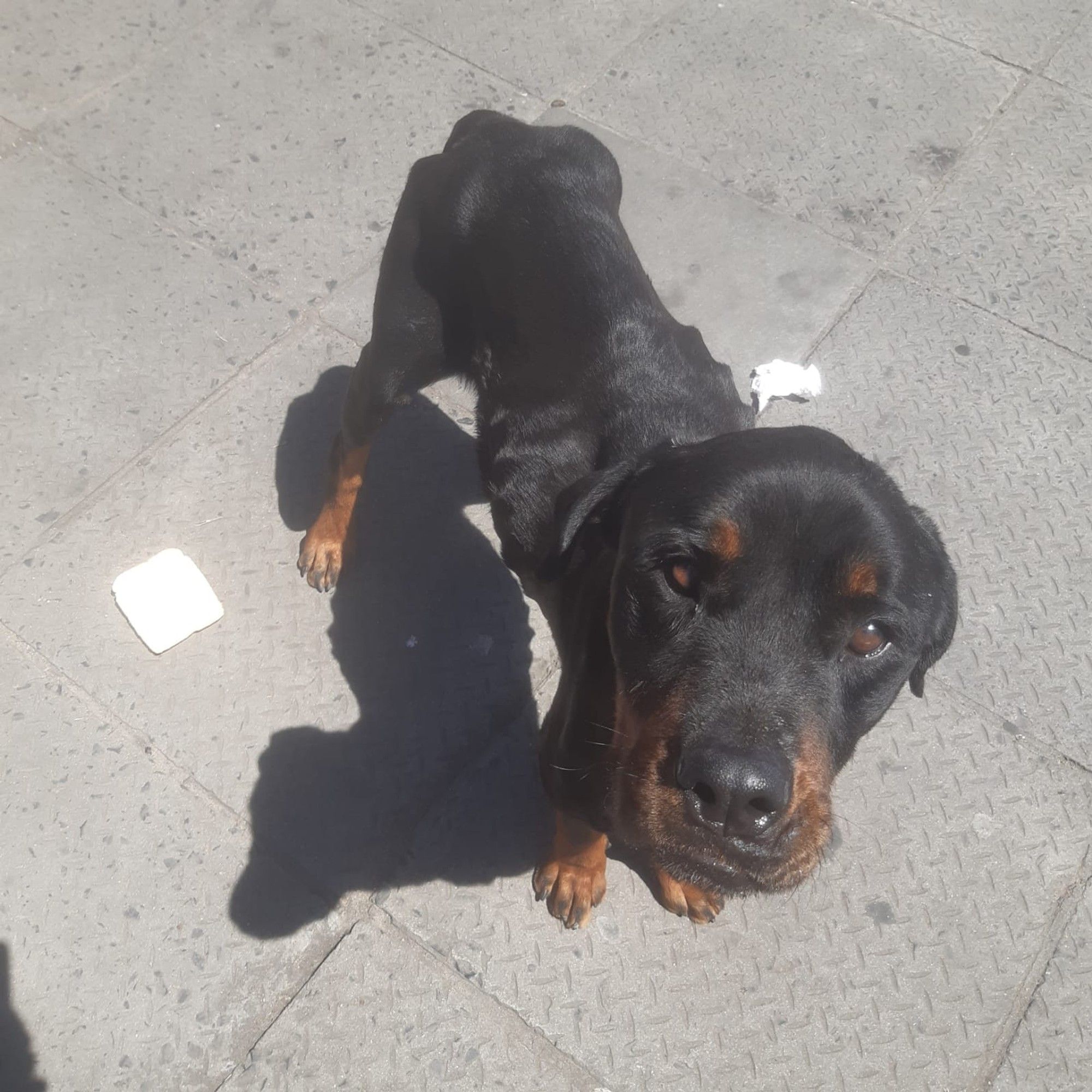SPCA comes to the rescue of emaciated and sick Rottweiler in Parow