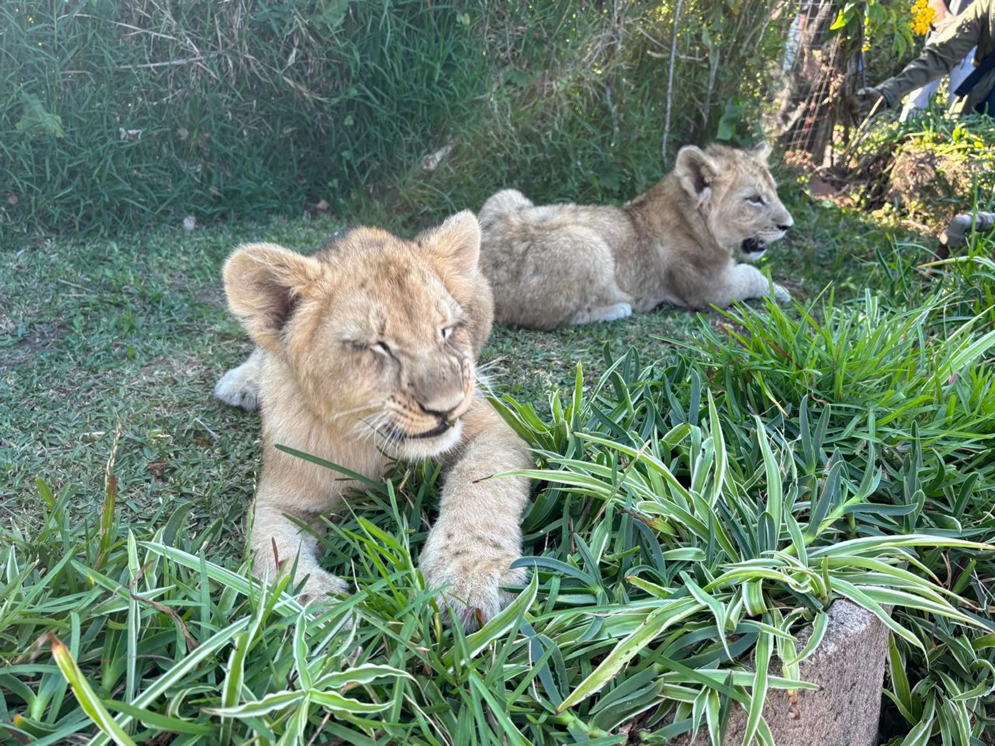 Big cats are not pets - Vimarsana News