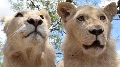 A photo of a lion tells one story. Outside of the frame, there’s another.