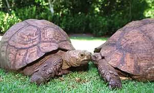 Tortoise delivered home to sweetheart