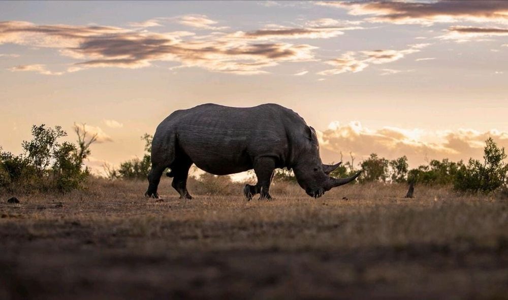 Tech-driven conservation: How Sabi Sand is winning the battle against ...