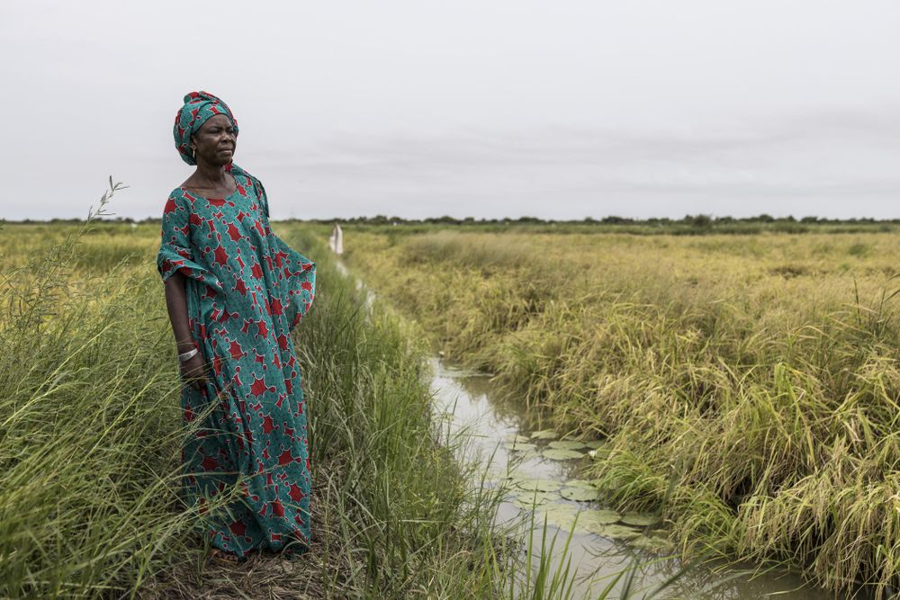 Just add fish: Scientists pursue more rice, less disease in Senegal paddies - IOL