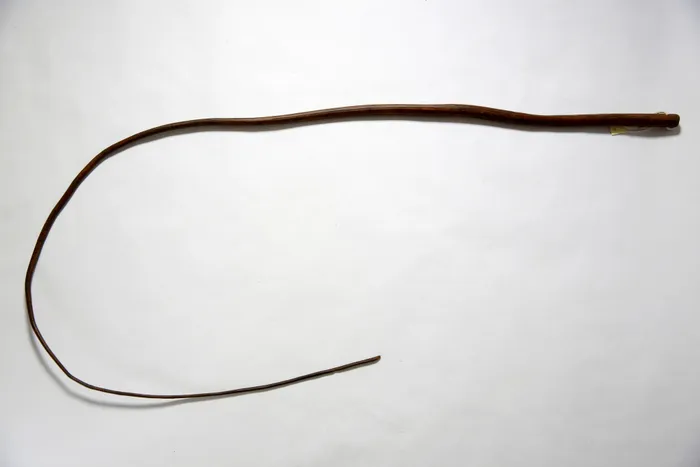 A whip thought to be made of hippopotamus hide and allegedly used on a plantation in the British Caribbean in the nineteenth century is held as part of the collection in the Wilberforce House Museum in Hull. Picture: Reuters