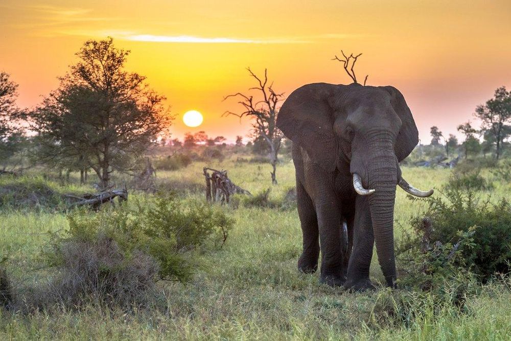 Suspected poacher killed in elephant encounter in Kruger National Park