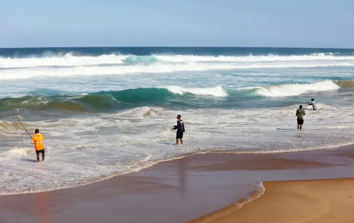 What's causing the mass fish deaths along the Western Cape coast?