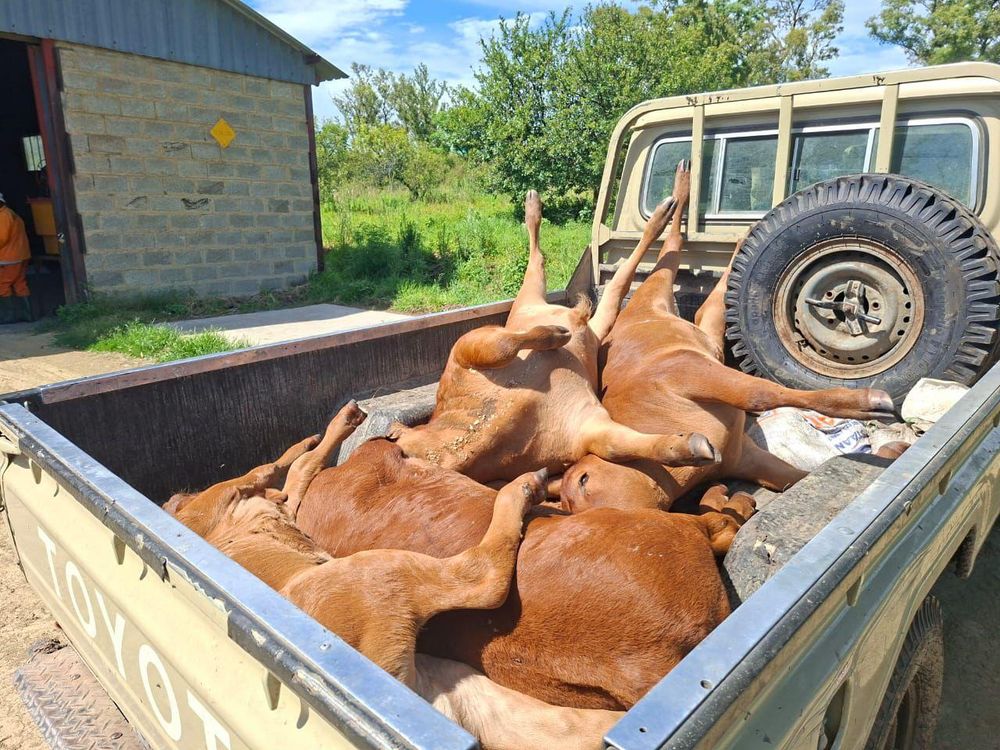 Foot and Mouth disease threatens food security