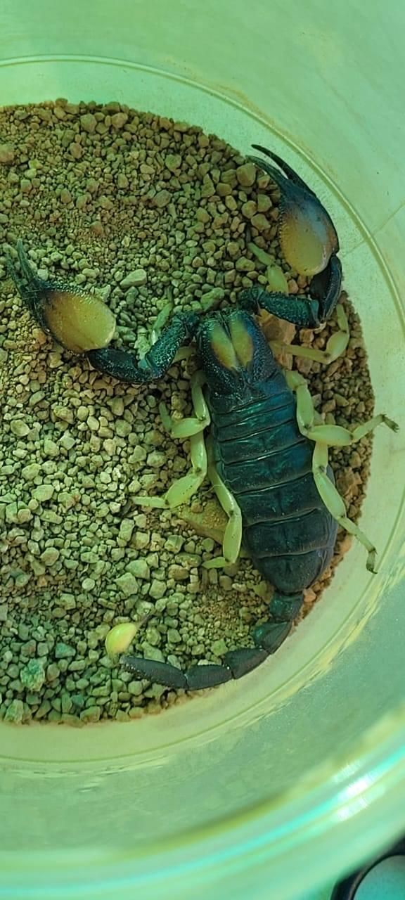 Police thwart illegal wildlife trade in Springbok with scorpion arrests