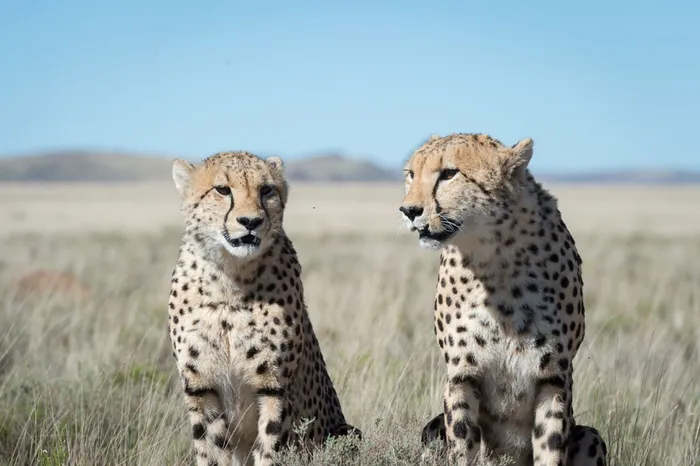 South Africa has signed an agreement with India which will see 12 cheetahs being translocated next month, and batches of 12 being sent to India annually for the next eight to 10 years. File Picture