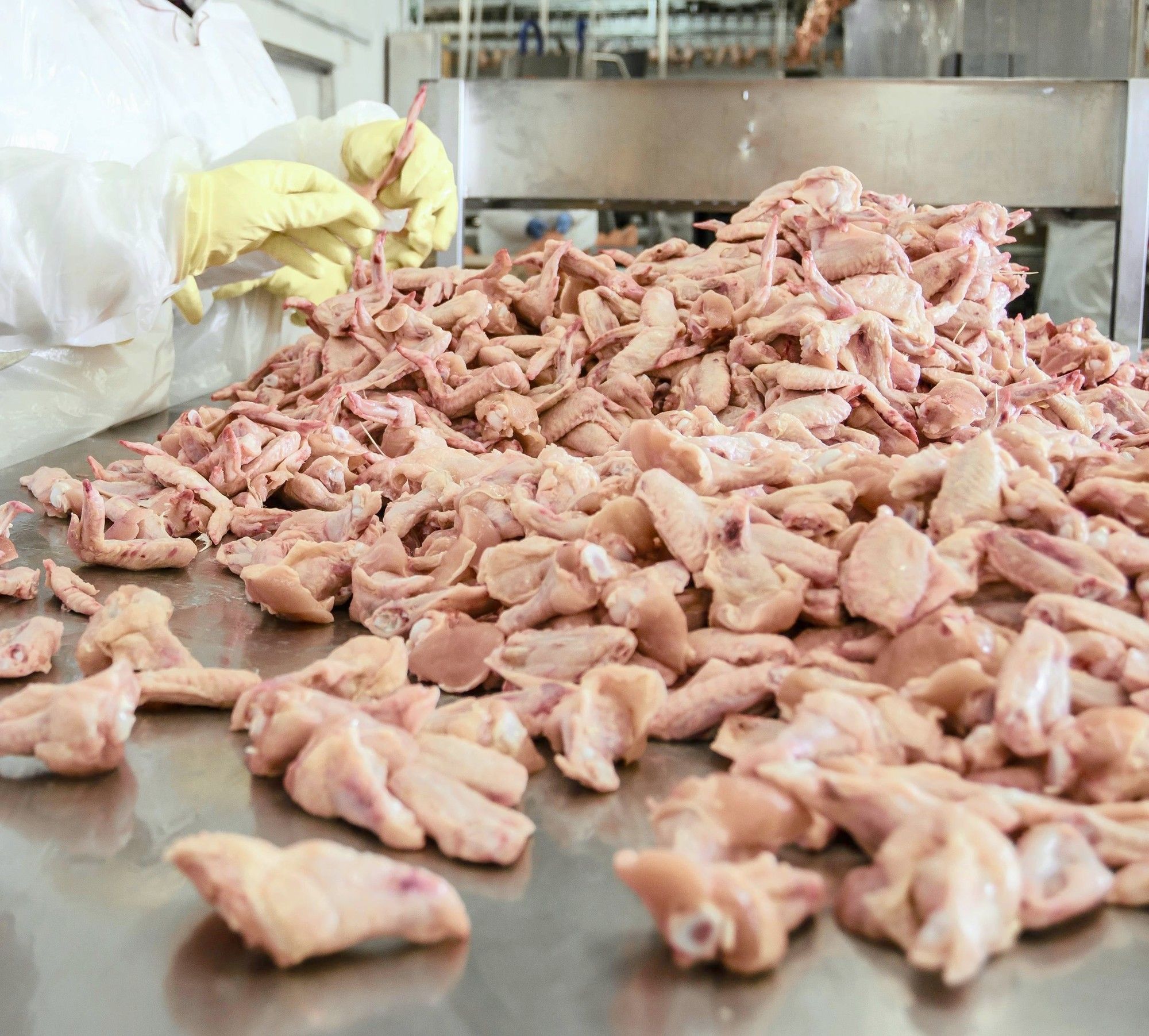 US trade terms, Agoa uncertainty threaten South Africa’s poultry industry — experts warn