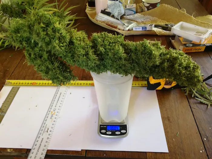 PICS: See why this duo won a SA cannabis-growing competition