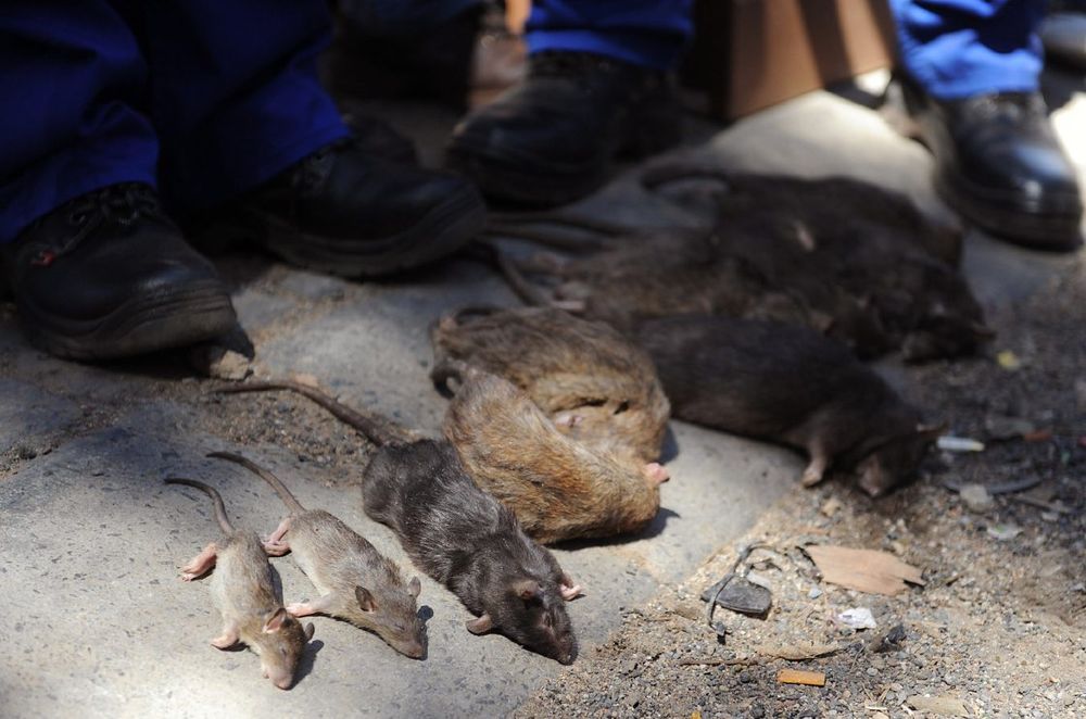 Health experts tackle hantavirus fears linked to rodent infestations