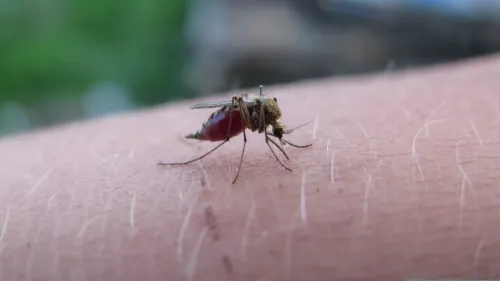 Why are some people mosquito magnets? Clues are emerging