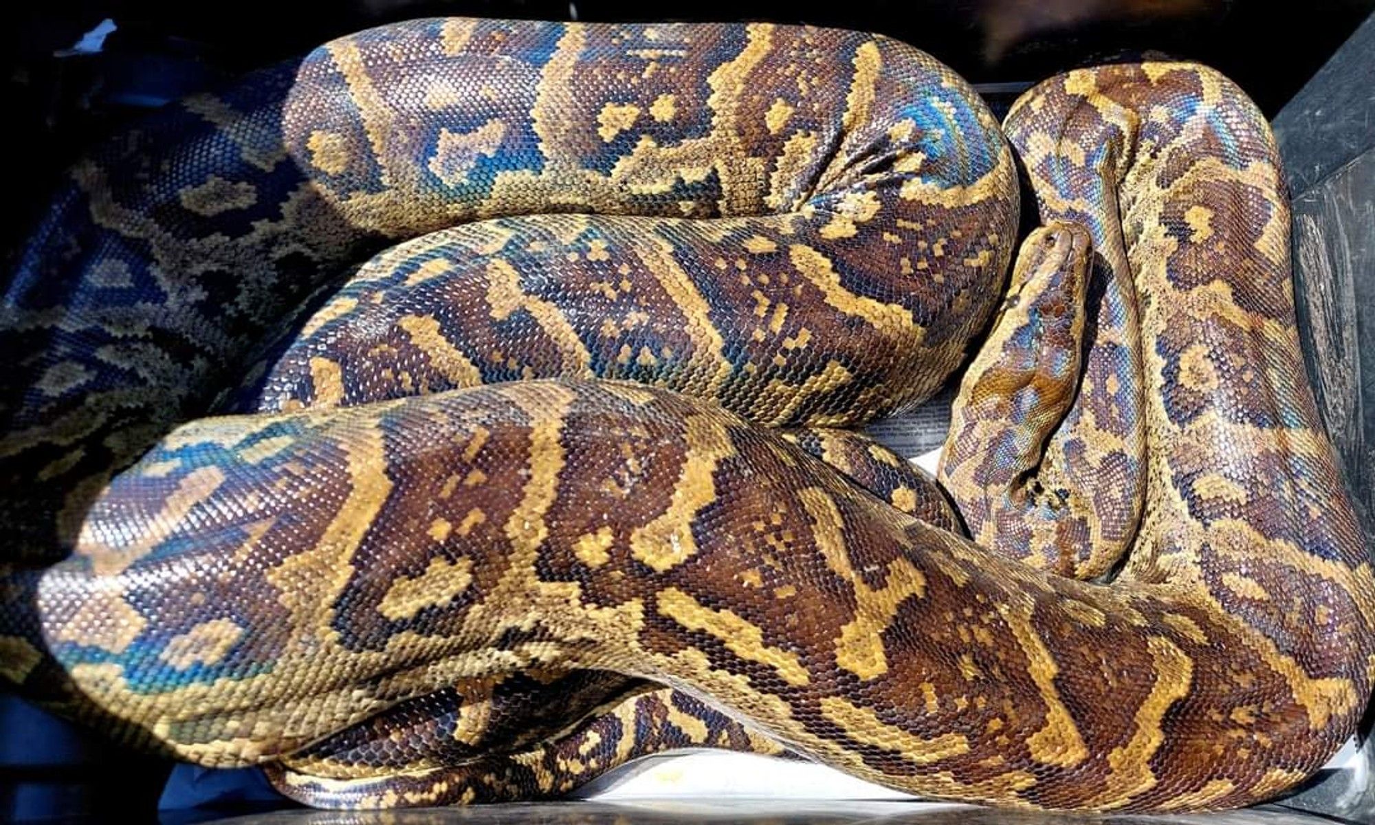 LOOK: Massive 23. 95kg southern African python removed from Durban home ...