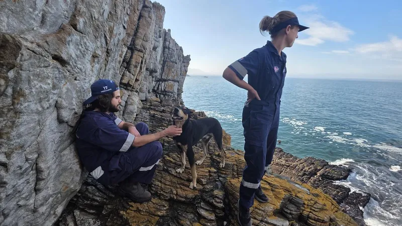 Brave rescue operation saves dog from cliff cliff edge in Hermanus