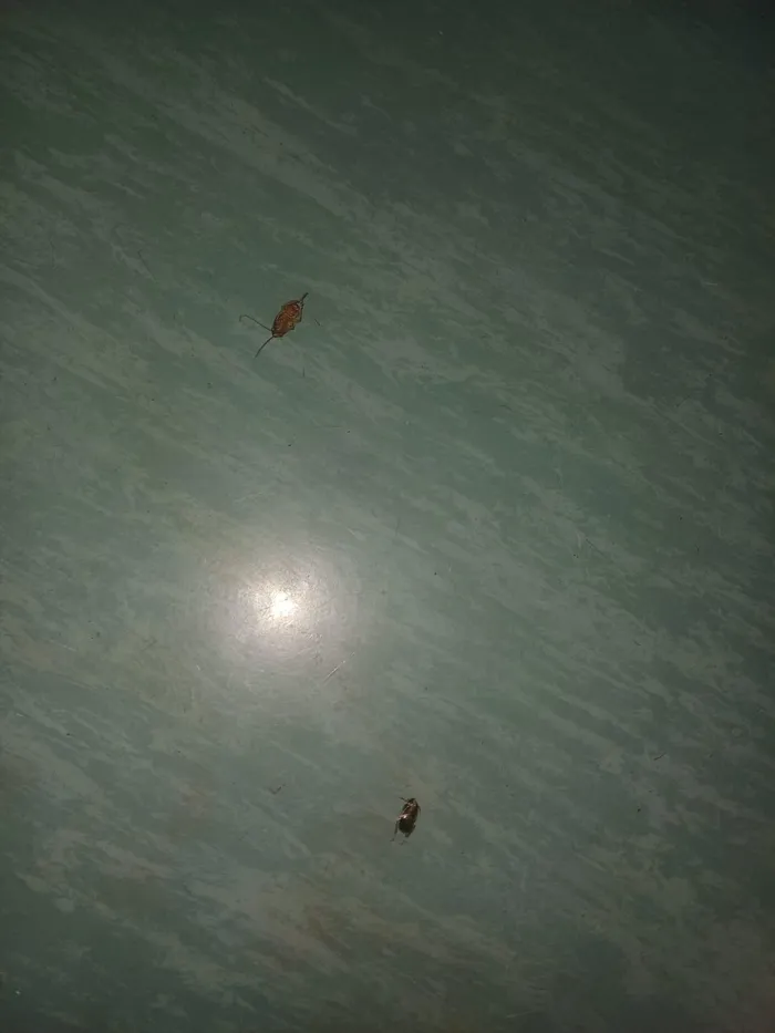 Cockroaches dead on the floor of the ward. 