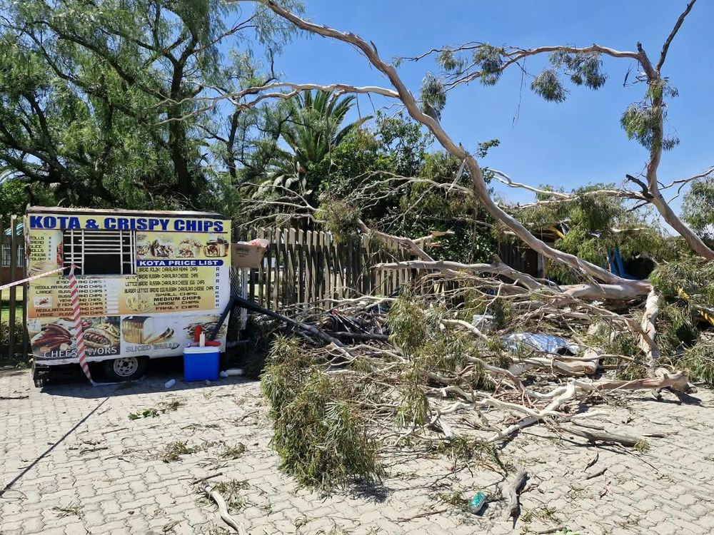 Gauteng man killed, two women injured after tree falls on them in Springs - IOL