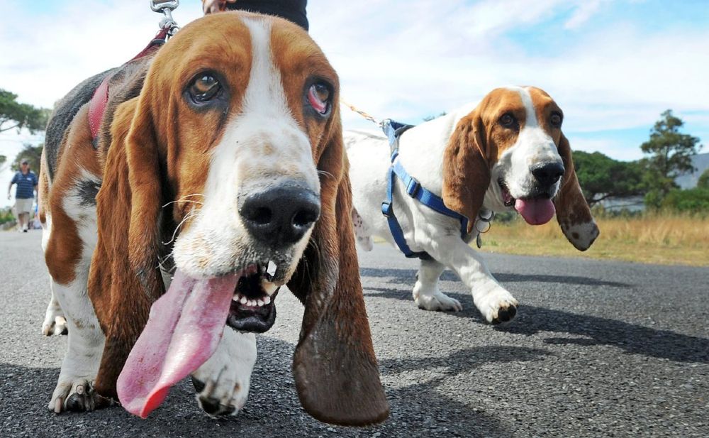 Why is the City of Cape Town closing the Van Riebeeck Park sports field?