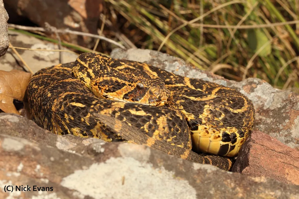 A male puff adder.