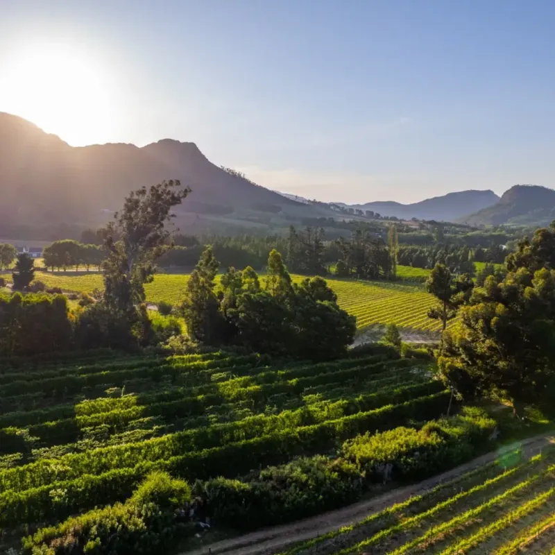 Why more travellers are choosing slow travel over fast tours in the Western Cape