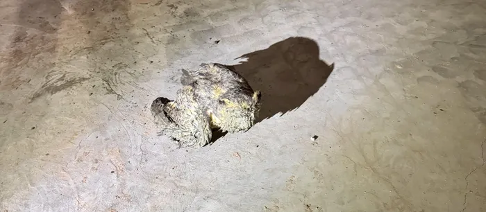 The owl slipped out of a concrete mixer. 