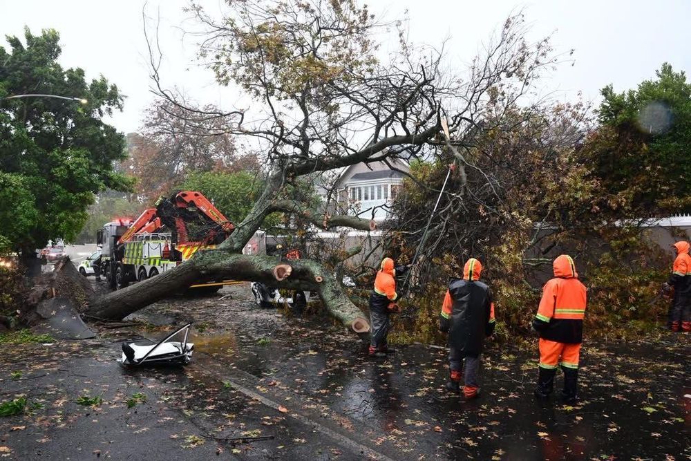 One killed after tree falls on vehicle during Cape Town storm chaos