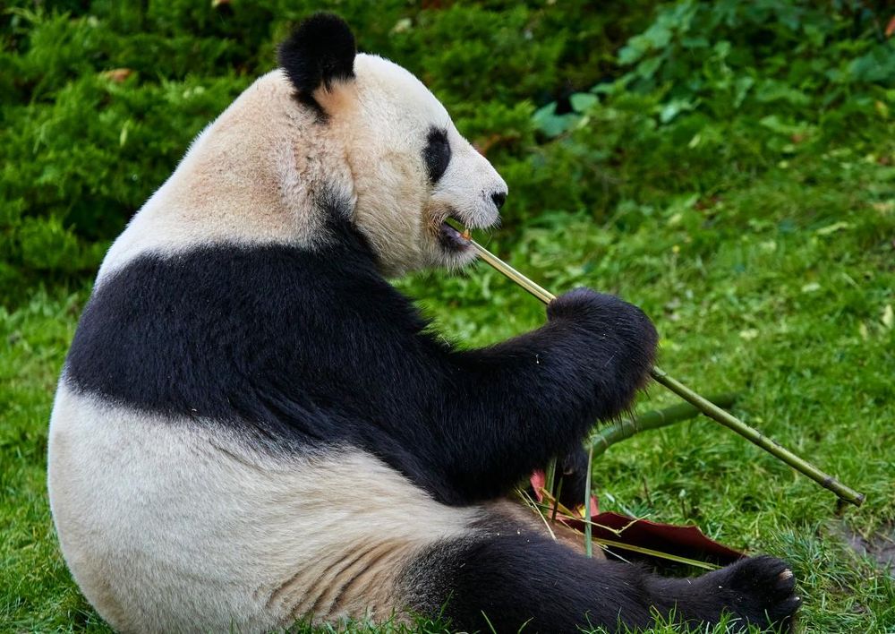 Pandas fly home to China after kidney failure diagnosis
