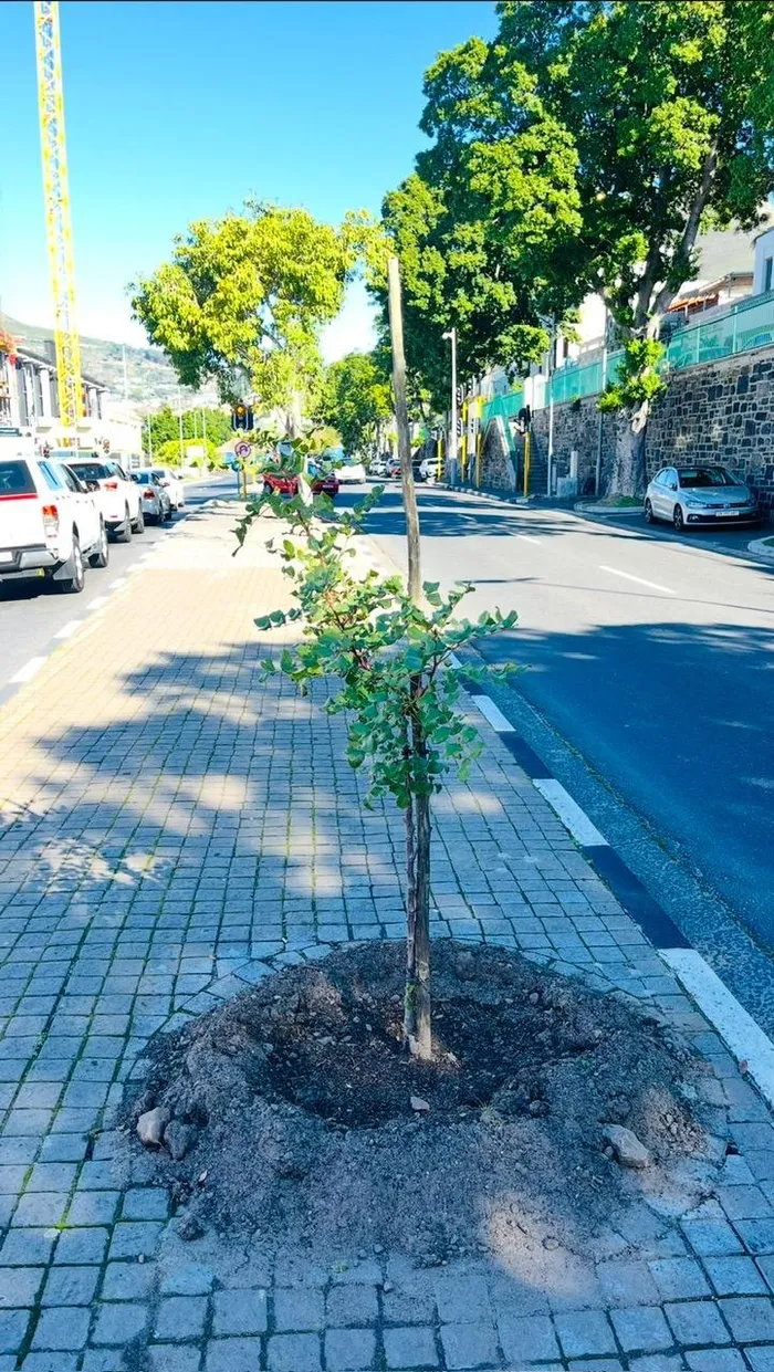 The trees, supplied by the City of Cape Town Recreation and Parks Department, have been planted on the Foreshore, along the Buitengracht median and in sections of Orange and Bree street