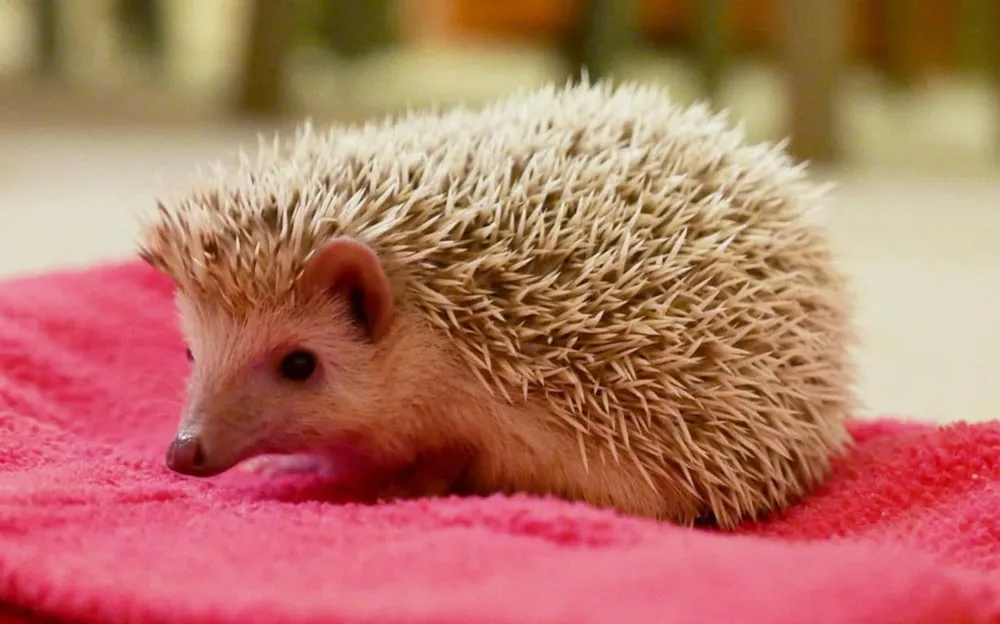 Pygmy hedgehog