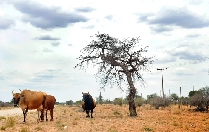 Livestock and horticulture with citrus export season currently in full swing will also be affected in terms of distribution across the country, Picture, Itumeleng English.