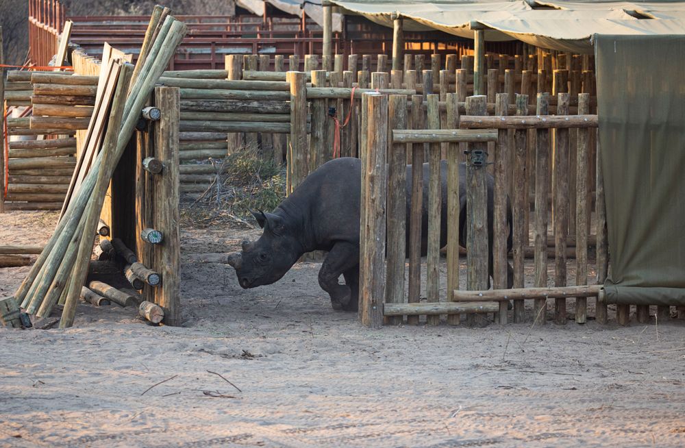 20 black rhinos translocated from South Africa to Botswana in major conservation effort - IOL