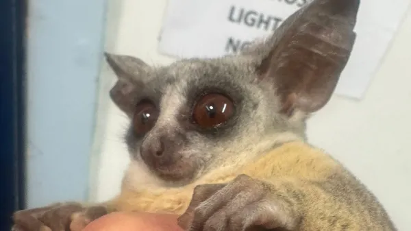 Bushbaby rescue: Stowaway Maurice returns home after 1,400km journey