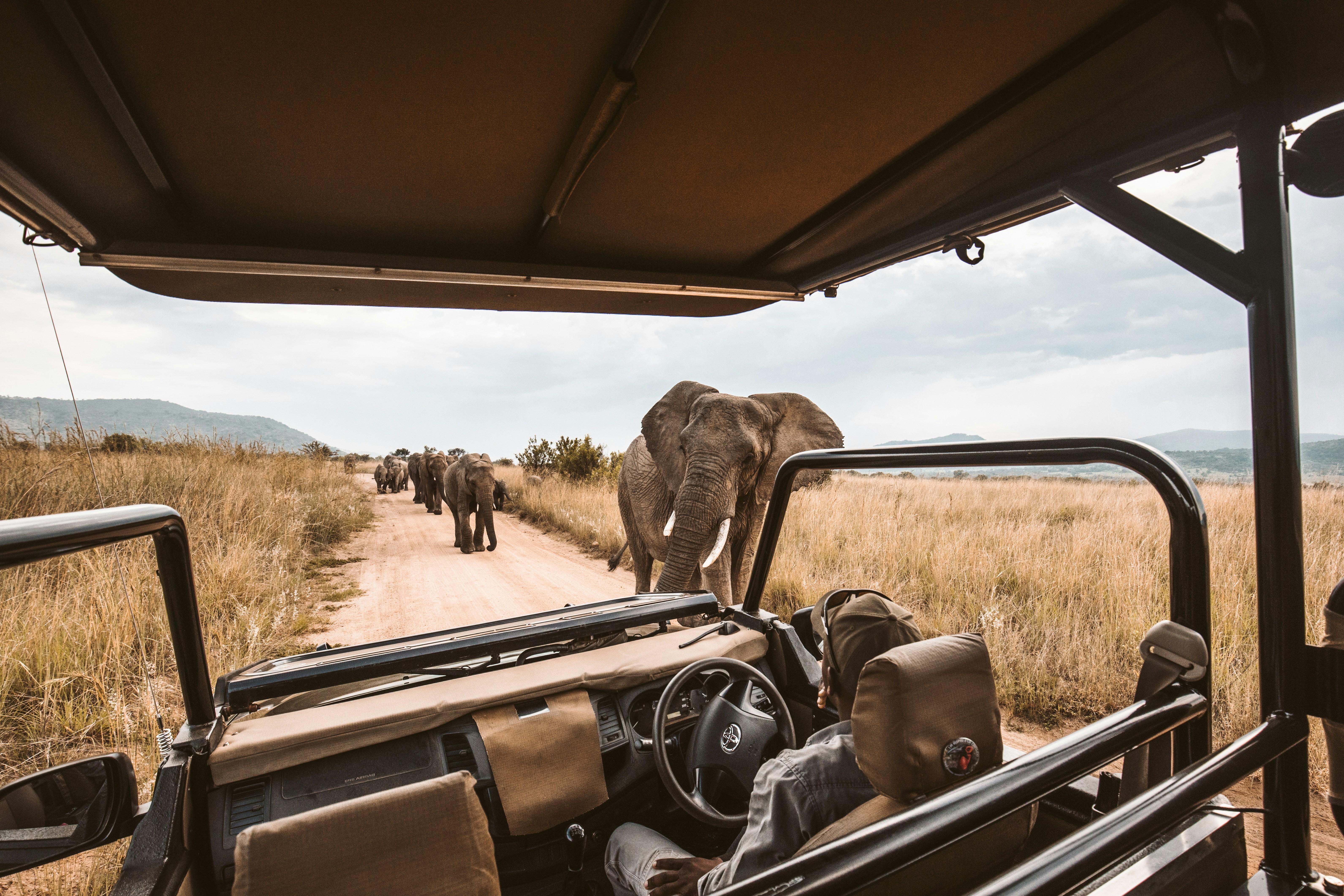 The safari survival kit: 10 items every traveller needs