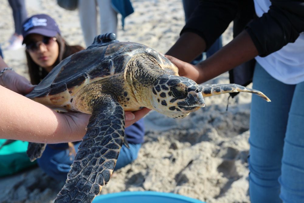 Rescued sea turtles released in De Hoop marine sanctuary