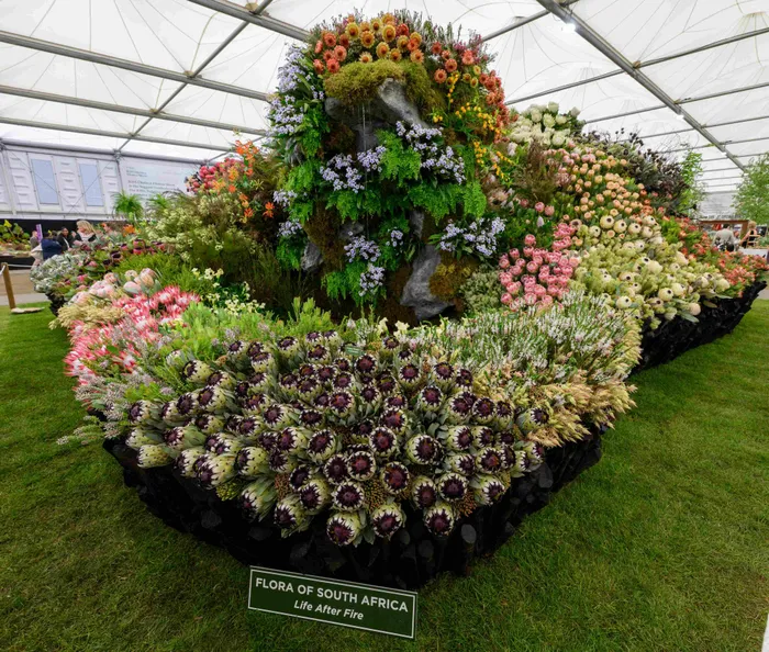 Leon Kluge and team South African won Gold at the 2026 RHS Chelsea Flower Show in London.