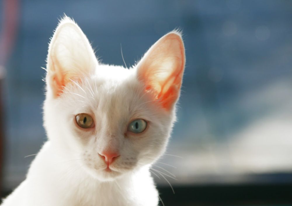 How to learn to speak cat