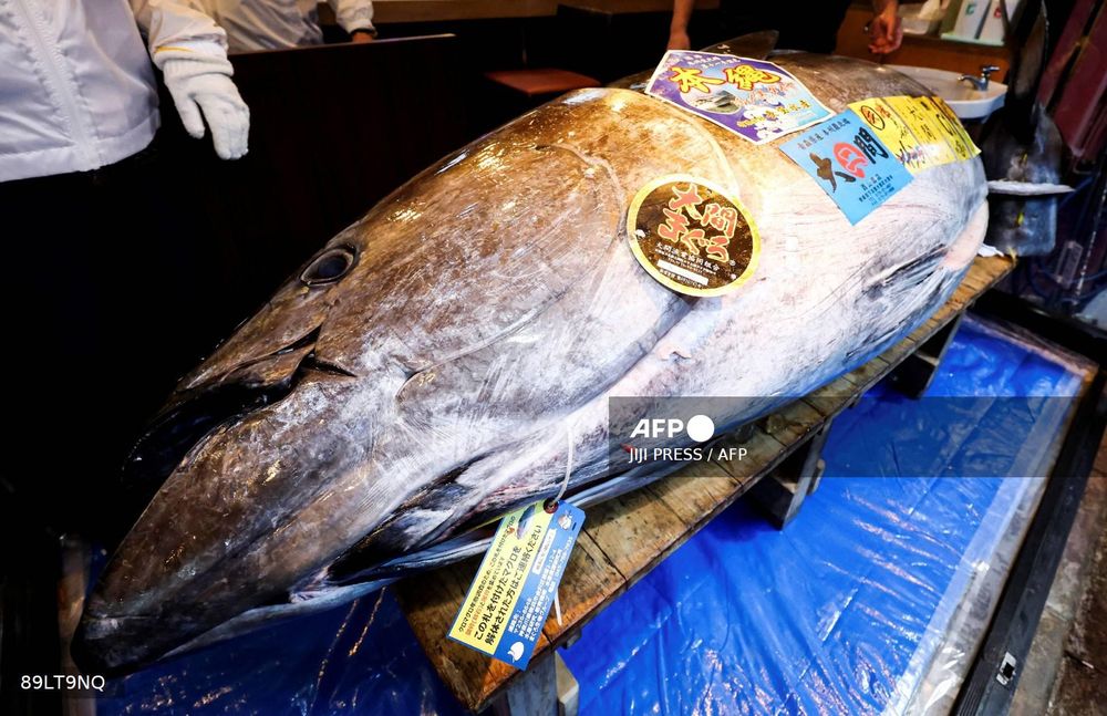 'Tuna King' pays record $3.2 million for bluefin in Tokyo