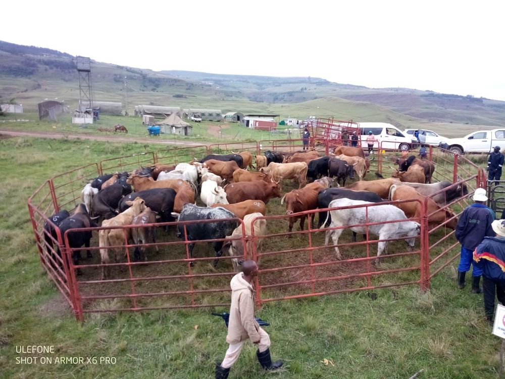 Farmers criticise South Africa's FMD vaccination strategy as a recipe for failure