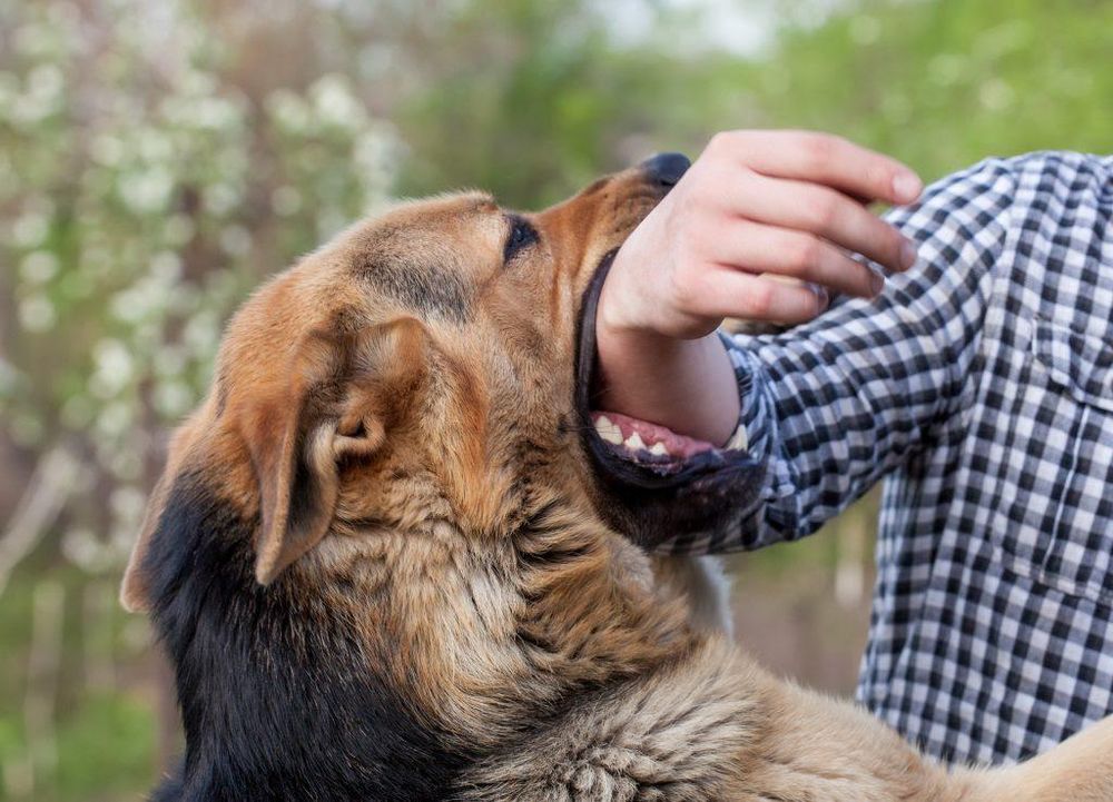 Rabies deaths reach 15 in South Africa as World Rabies Day urges stronger action - IOL