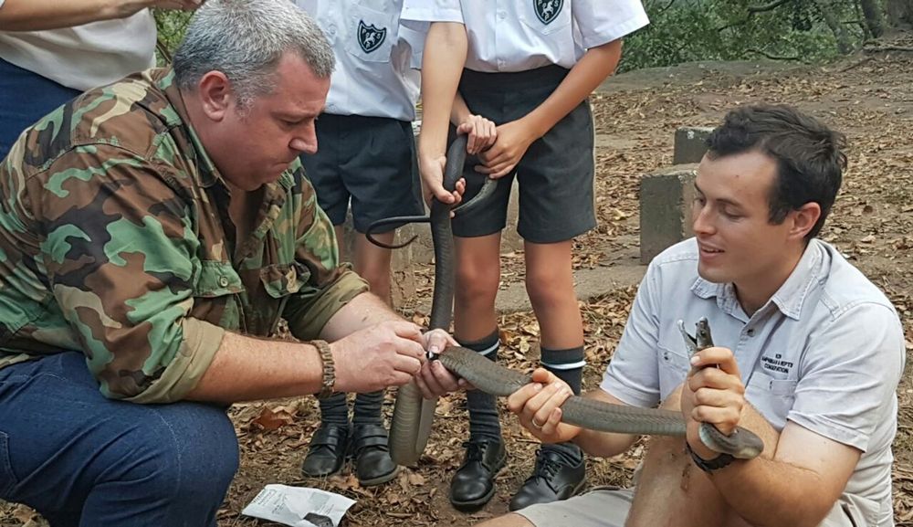 Snakes slither through Durban