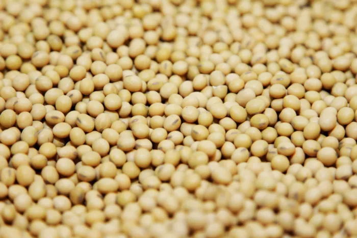 Grain SA in a statement indicated disappointment by the decision by the Johannesburg Stock Exchange (JSE) not to retain the Multiple Reference Point (MRP) model for calculating soybean location differentials.