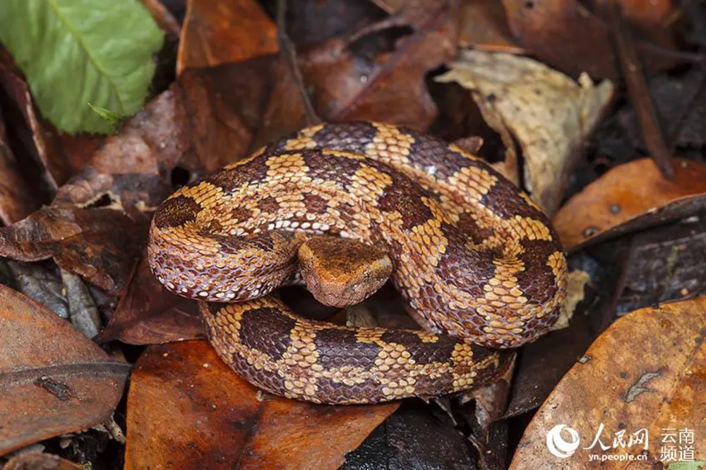 An Ovophis monticola monticola at Gaoligong Mountain in southwest China’s Yunnan province. (Photo courtesy of the management bureau of the Gaoligong Mountain National Nature Reserve in Yunnan)