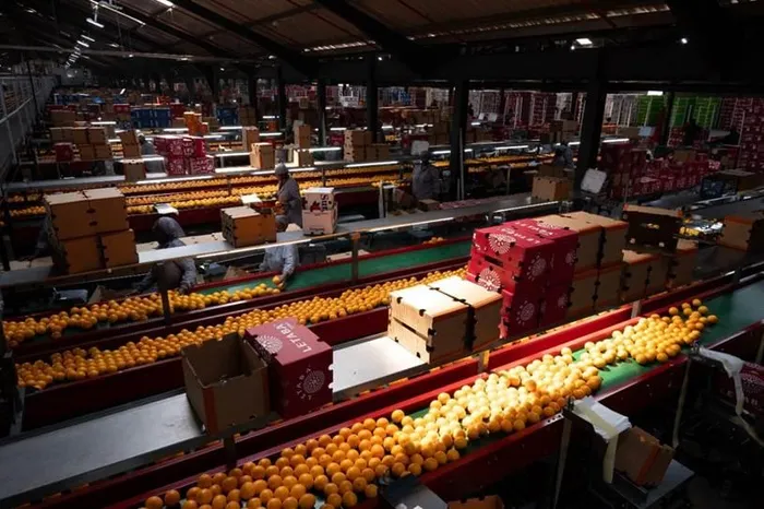South African citrus farmers are reaping the benefits of stable domestic demand after Tiger Brands secured all of its Oros orange requirements locally for a second straight year.