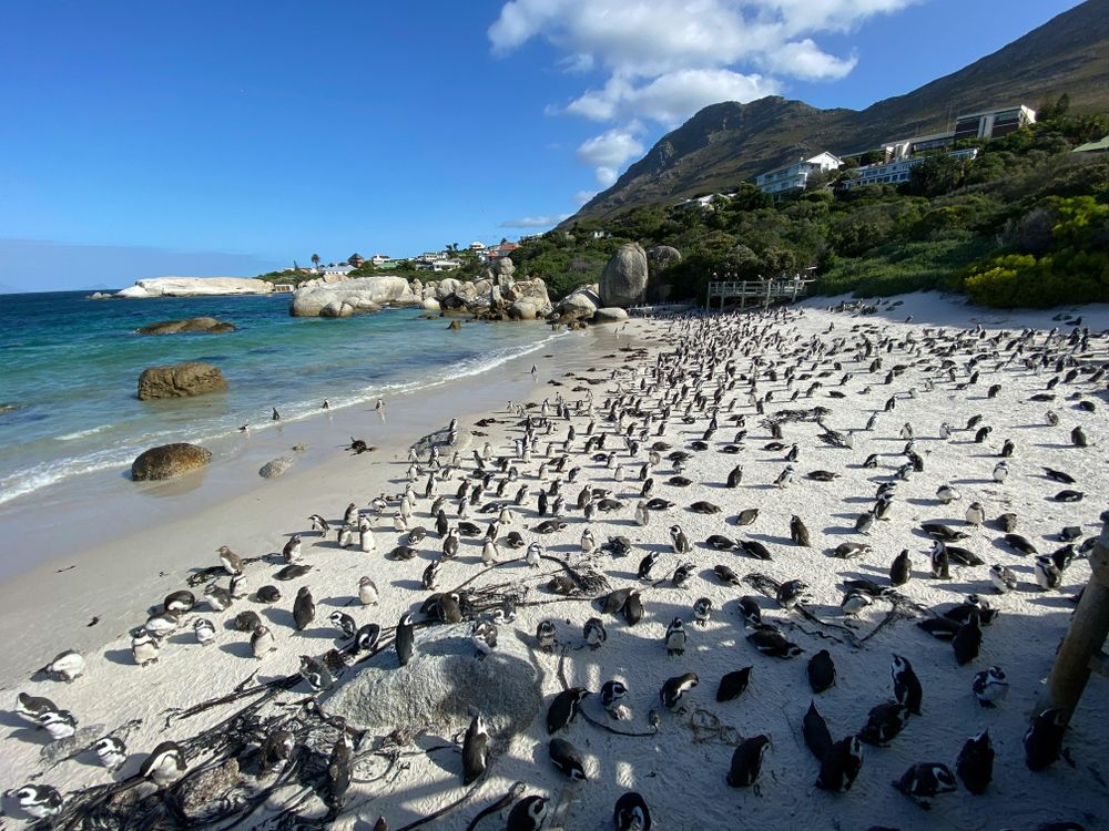 7 Cape Town beaches you didn't know were famous for their warm waters
