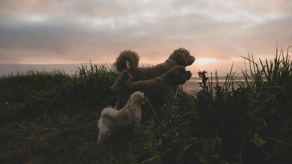 Cape Town’s 5 best dog-friendly beaches