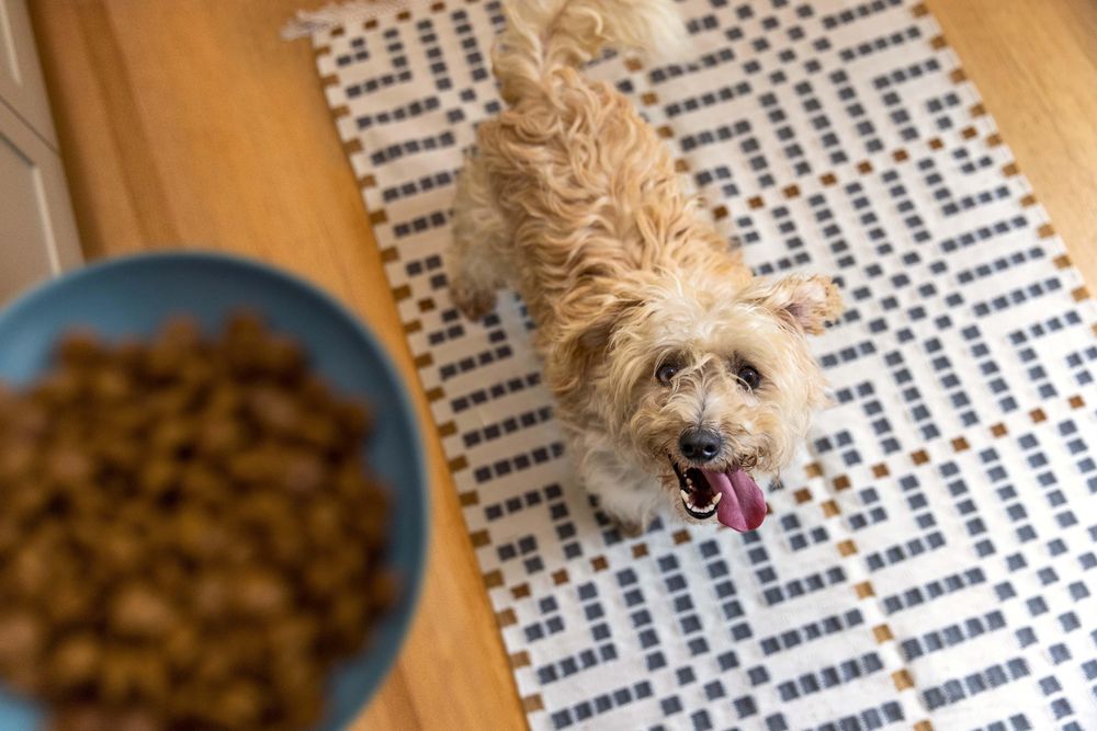 From tinsel to turkey, holiday hazards that can put your pets at risk