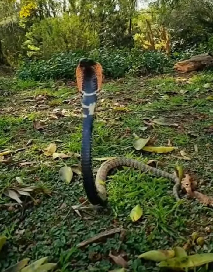 WATCH: Snake catcher makes 9-hour journey to rescue three venomous ...