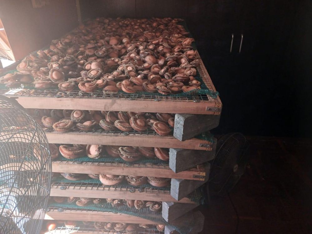 Three suspects arrested in Hawks' R2.5 million abalone trafficking operation