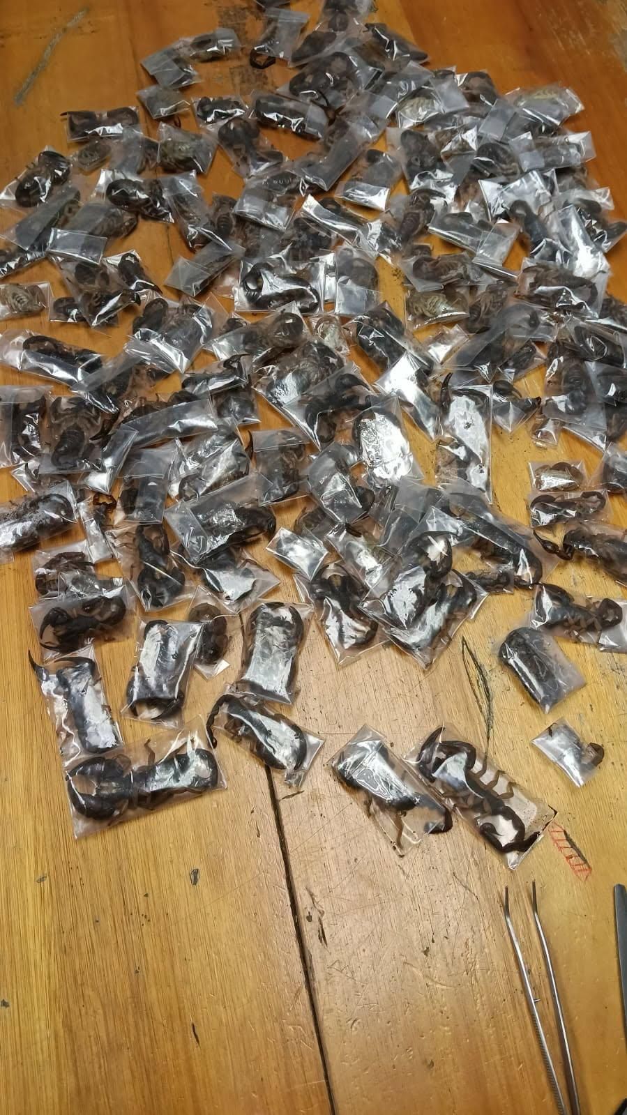 Man arrested for attempting to smuggle 150 venomous scorpions at Cape Town airport