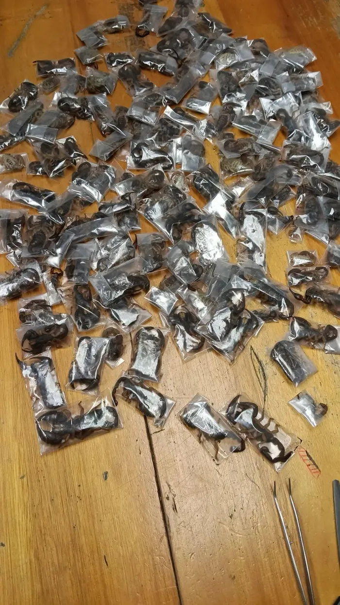 A man has been arrested after he allegedly attempted to smuggle 150 live scorpions through Cape Town International Airport.